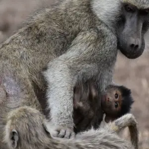 Explore 8 Days Kenya  Lodge Safari  To Samburu - Aberdare - Nakuru and Masai Mara for 8 days with Exciting Africa Holidays and discover unforgettable experiences - Photo 8