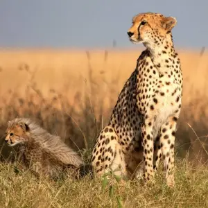 Explore 06 Days Kenya Lodge Safari to Samburu -Nakuru and Masai Mara for 6 days with Exciting Africa Holidays and discover unforgettable experiences - Photo 9