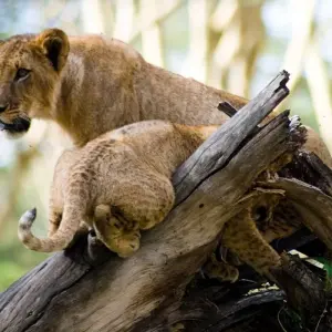 Explore 07 Days Kenya Lodge Safari to  Masai Mara - Nakuru - Samburu for 7 days with Exciting Africa Holidays and discover unforgettable experiences - Photo 11