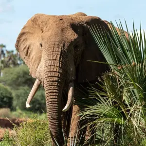 Explore 7 Days Taylor -Made Kenya Luxury  Safari for 7 days with Exciting Africa Holidays and discover unforgettable experiences - Photo 9