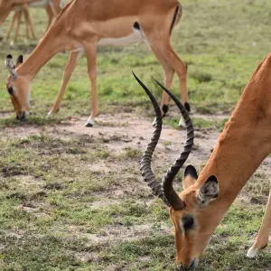 Explore 12 Day  Kenya and Tanzania Private  Glamping  Safari for 12 days with Exciting Africa Holidays and discover unforgettable experiences - Photo 8