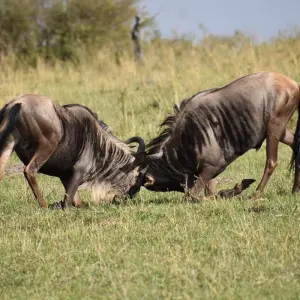 Explore 7 Days Taylor -Made Kenya Luxury  Safari for 7 days with Exciting Africa Holidays and discover unforgettable experiences - Photo 10