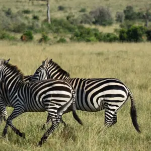 Explore 12 Day  Kenya and Tanzania Private  Glamping  Safari for 12 days with Exciting Africa Holidays and discover unforgettable experiences - Photo 9