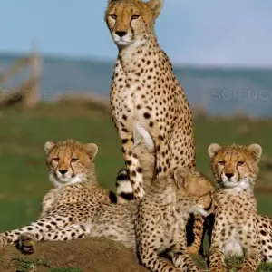 Explore 06 Days Kenya Lodge Safari to Samburu -Nakuru and Masai Mara for 6 days with Exciting Africa Holidays and discover unforgettable experiences - Photo 11