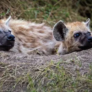 Explore 7 Days Taylor -Made Kenya Luxury  Safari for 7 days with Exciting Africa Holidays and discover unforgettable experiences - Photo 11