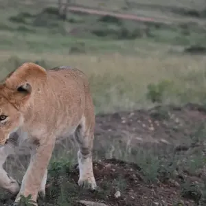 Explore 12 Day  Kenya and Tanzania Private  Glamping  Safari for 12 days with Exciting Africa Holidays and discover unforgettable experiences - Photo 10