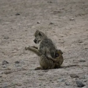 Explore 03 Days Kenya Lodge Safari to  Samburu National Reserve for 3 days with Exciting Africa Holidays and discover unforgettable experiences - Photo 9