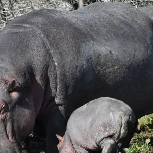 Explore 4-Day Kenya Lodge Safari to  Amboseli , Tsavo West & East Parks for 4 days with Exciting Africa Holidays and discover unforgettable experiences - Photo 4