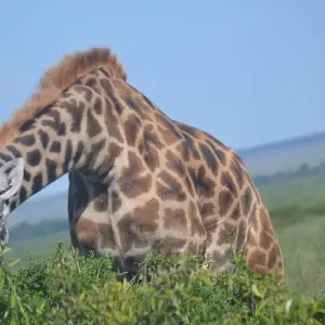 Explore 10 Days   Kenya  Migration Lodge Safari for 10 days with Exciting Africa Holidays and discover unforgettable experiences - Photo 9