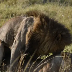 Explore 4-Day Kenya Lodge Safari to  Amboseli , Tsavo West & East Parks for 4 days with Exciting Africa Holidays and discover unforgettable experiences - Photo 5