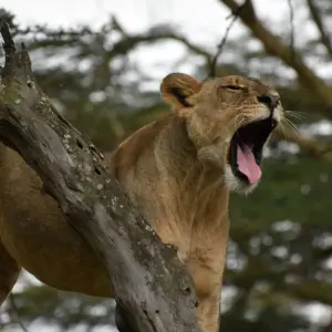 Explore 4-Day Kenya Lodge Safari to  Amboseli , Tsavo West & East Parks for 4 days with Exciting Africa Holidays and discover unforgettable experiences - Photo 7