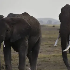 Explore 05 Days Kenya Budget Camping 4x4 Jeep Group Safari for 5 days with Exciting Africa Holidays and discover unforgettable experiences - Photo 6