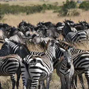 Explore 13 Days Tanzania  And Kenya MidRange Lodge  Safari for 13 days with Exciting Africa Holidays and discover unforgettable experiences - Photo 7