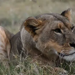 Explore 13 Days Tanzania  And Kenya MidRange Lodge  Safari for 13 days with Exciting Africa Holidays and discover unforgettable experiences - Photo 8