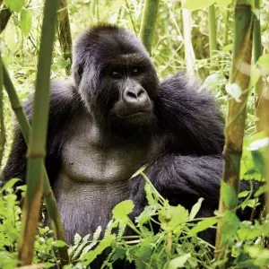 Explore 13-Day Uganda Gorillas & Masai Mara Overland Safari for 13 days with Exciting Africa Holidays and discover unforgettable experiences - Photo 11