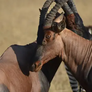 Explore 13 Days Tanzania  And Kenya MidRange Lodge  Safari for 13 days with Exciting Africa Holidays and discover unforgettable experiences - Photo 10