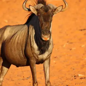 Explore Essence of Tanzania – 4-Day Luxury Safari Escape for 4 days with Exodus African Safari and discover unforgettable experiences - Photo 3