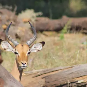 Explore Essence of Tanzania – 4-Day Luxury Safari Escape for 4 days with Exodus African Safari and discover unforgettable experiences - Photo 4