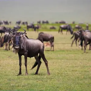 Explore 4-Days Tanzania Mid - Range Safari for 4 days with Exodus African Safari and discover unforgettable experiences - Photo 3