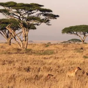 Explore 3 Days Tanzania Budget Camping Safari for 3 days with Exodus African Safari and discover unforgettable experiences - Photo 3