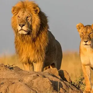 Explore 5 Days Marangu Route on Kilimanjaro (Coca- Cola route) for 5 days with Exodus African Safari and discover unforgettable experiences - Photo 5