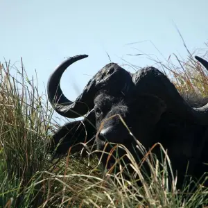 Explore 4 Days Tanzania Private Camping Safari for 4 days with Exodus African Safari and discover unforgettable experiences - Photo 3