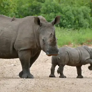 Explore 4-Days Tanzania Mid - Range Safari for 4 days with Exodus African Safari and discover unforgettable experiences - Photo 4