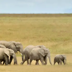 Explore 3 Days Tanzania Budget Camping Safari for 3 days with Exodus African Safari and discover unforgettable experiences - Photo 4