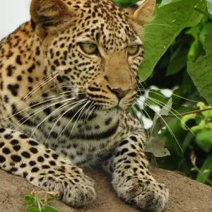 Explore 5 Days Marangu Route on Kilimanjaro (Coca- Cola route) for 5 days with Exodus African Safari and discover unforgettable experiences - Photo 6