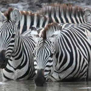 Explore 6 Days - Highlights of Tanzania Safari Adventure for 6 days with Exodus African Safari and discover unforgettable experiences - Photo 3