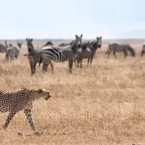 Explore 5 Days Tanzania Budget Camping Safari for 5 days with Exodus African Safari and discover unforgettable experiences - Photo 4