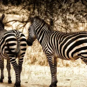 Explore 5 Days Tanzania Private Camping Safari for 5 days with Exodus African Safari and discover unforgettable experiences - Photo 3