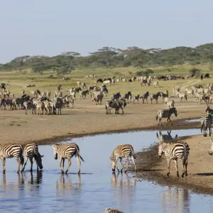 Explore 4-Days Tanzania Mid - Range Safari for 4 days with Exodus African Safari and discover unforgettable experiences - Photo 5