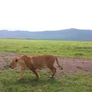 Explore 6 Day Great Migration Safari Serengeti/Ndutu Area for 6 days with Exodus African Safari and discover unforgettable experiences - Photo 3