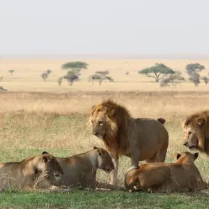 Explore 3 Days Tanzania Budget Camping Safari for 3 days with Exodus African Safari and discover unforgettable experiences - Photo 5