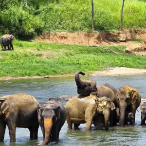 Explore Ultimate Adventure in Sri Lanka for 8 days with Exotic Perla and discover unforgettable experiences - Photo 3