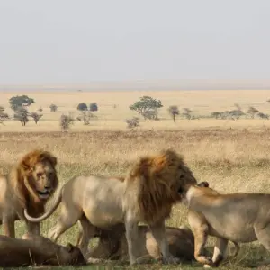 Explore 6 Days - Highlights of Tanzania Safari Adventure for 6 days with Exodus African Safari and discover unforgettable experiences - Photo 4