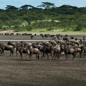 Explore 5 Days Tanzania Budget Camping Safari for 5 days with Exodus African Safari and discover unforgettable experiences - Photo 5