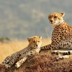 Explore 5 Days Tanzania Private Camping Safari for 5 days with Exodus African Safari and discover unforgettable experiences - Photo 4