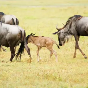 Explore 7 Days Serengeti Migration Safari Epic Adventure for 7 days with Exodus African Safari and discover unforgettable experiences - Photo 6