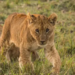 Explore 4-Days Tanzania Mid - Range Safari for 4 days with Exodus African Safari and discover unforgettable experiences - Photo 6
