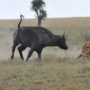 Explore 4 Days Tanzania Private Camping Safari for 4 days with Exodus African Safari and discover unforgettable experiences - Photo 5