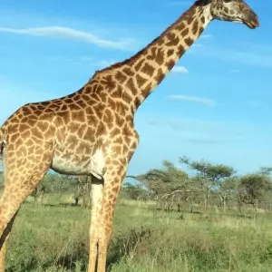 Explore 3 Days Tanzania Budget Camping Safari for 3 days with Exodus African Safari and discover unforgettable experiences - Photo 6