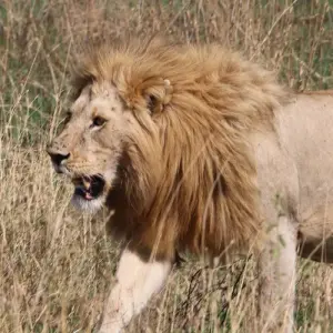 Explore 6 Days - Highlights of Tanzania Safari Adventure for 6 days with Exodus African Safari and discover unforgettable experiences - Photo 5