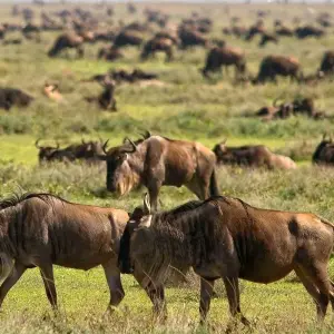 Explore 5 Days Tanzania Private Camping Safari for 5 days with Exodus African Safari and discover unforgettable experiences - Photo 5