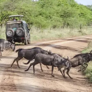Explore 7 Days Serengeti Migration Safari Epic Adventure for 7 days with Exodus African Safari and discover unforgettable experiences - Photo 7