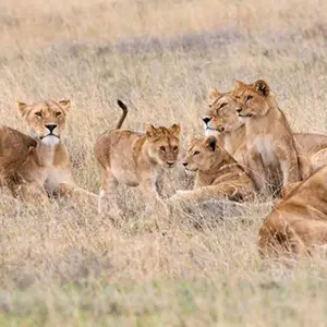 Explore 4 Days Tanzania Private Camping Safari for 4 days with Exodus African Safari and discover unforgettable experiences - Photo 6