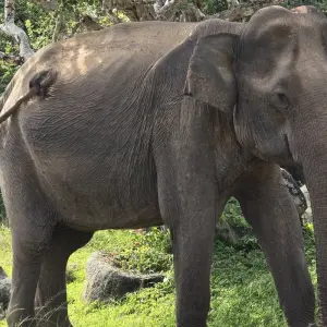 Explore Sri Lanka in a Snapshot for 7 days with Exotic Perla and discover unforgettable experiences - Photo 4