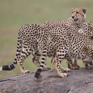 Explore 3 Days Tanzania Budget Camping Safari for 3 days with Exodus African Safari and discover unforgettable experiences - Photo 7