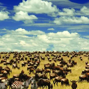 Explore 6 Days - Highlights of Tanzania Safari Adventure for 6 days with Exodus African Safari and discover unforgettable experiences - Photo 6